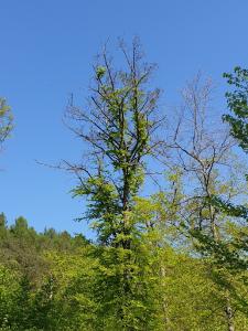 Vom Trocken- und Wärmestress gezeichnete Buchen im Wald der Evangelischen Stiftung Pflege Schönau.