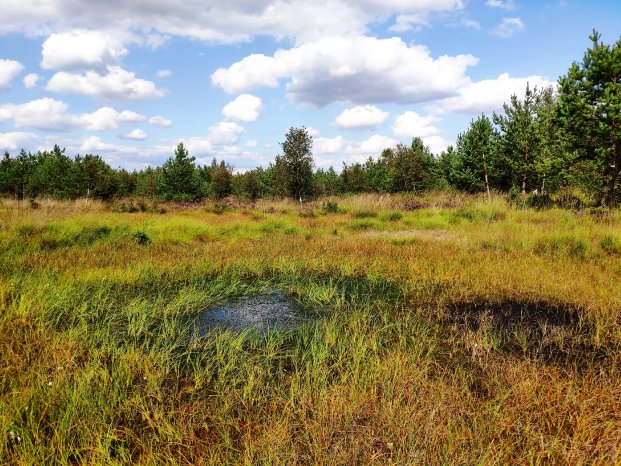 Totes Moor_Foto Jörg Schneider.jpg