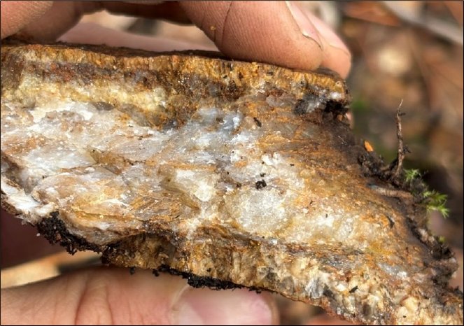 Golden Cariboo - Specimen of a characteristic two-phased quartz-carbonate-pyrite vein, containin.jpg