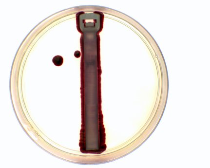 common cable tie_with bacteria.jpg