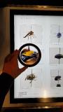 Die interaktive Handhabung eröffnet neue Möglichkeiten für die Museumsdidaktik. Hier ein Beispiel des Museums für Naturkunde Berlin