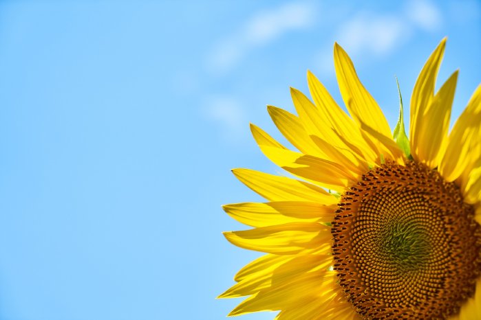 sunflower-3616249_1920.jpg