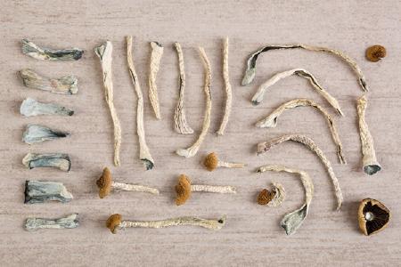"Magic" Mushrooms; Quelle: Depositphotos
