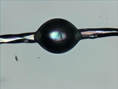 Mikrobondtest: Tröpfchen aus dem biobasierten Kunststoff PLA auf einer Regeneratcellulosefaser (Lyocell), Quelle: Dr.-Ing. Nina Graupner, AG Biologische Werkstoffe, Hochschule Bremen