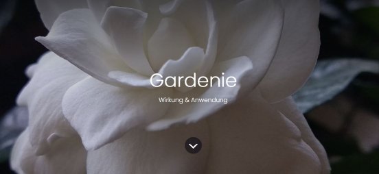 gardenie.JPG