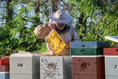Bienen sind nicht nur Honigproduzenten, sie leisten auch einen wertvollen Beitrag zum Erhalt der Artenvielfalt
