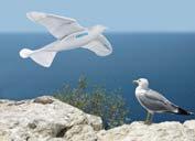 In 2011, the research team from the family enterprise Festo succeeded in unravelling the mystery of bird flight